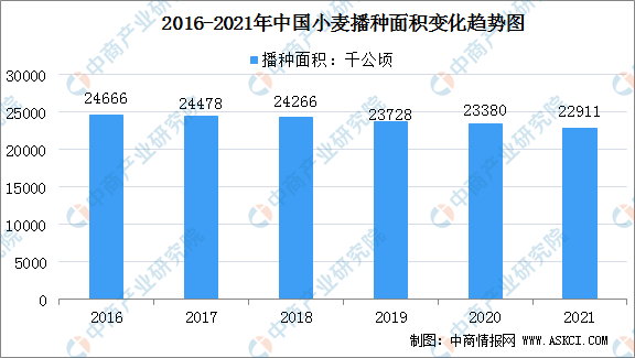 小麦行情专家最新预测，趋势分析与展望